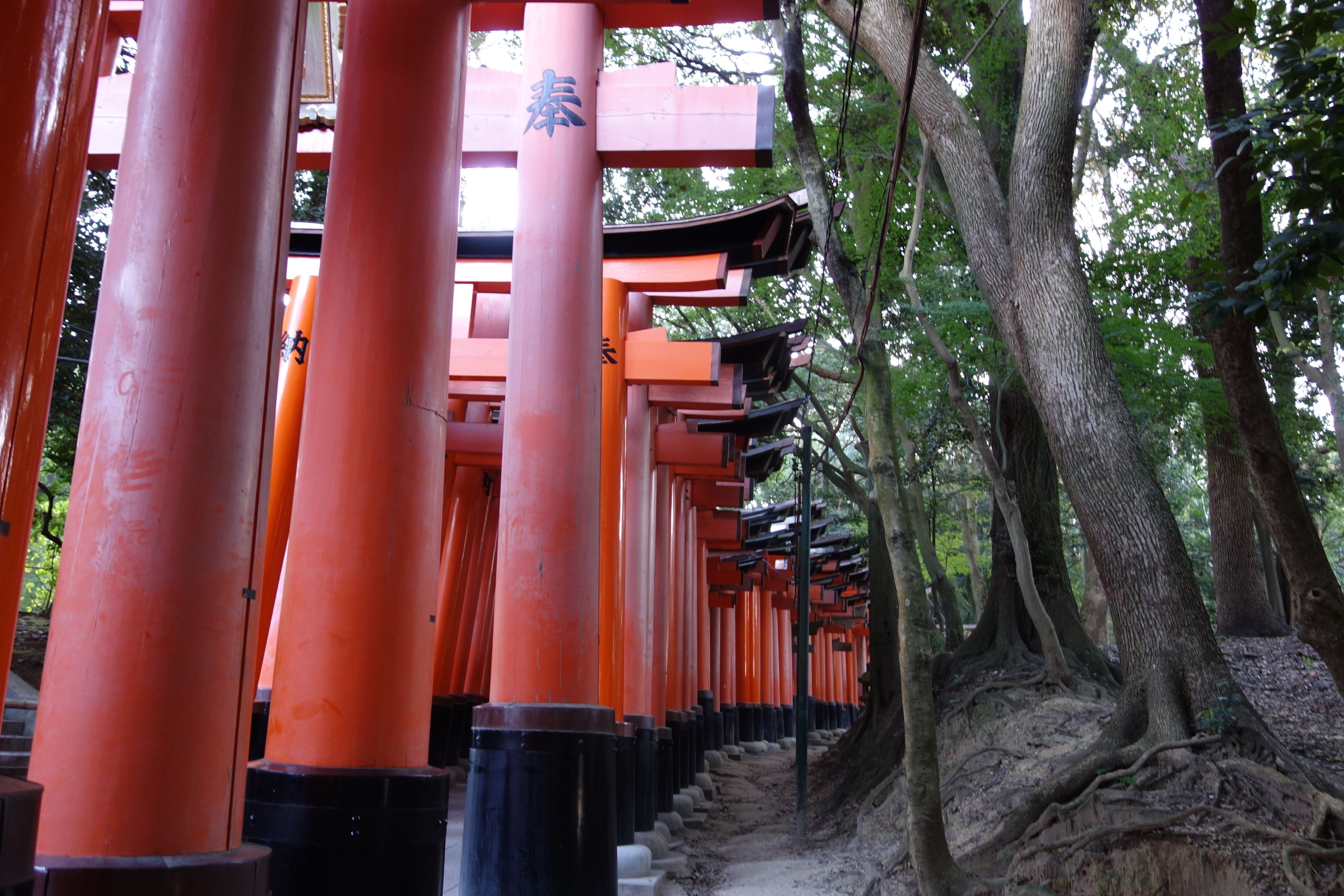 A row of traditional red torii gates in a forested area.