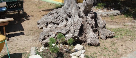 Entorno natural al aire libre con un tronco grande, rocas y vegetación escasa.