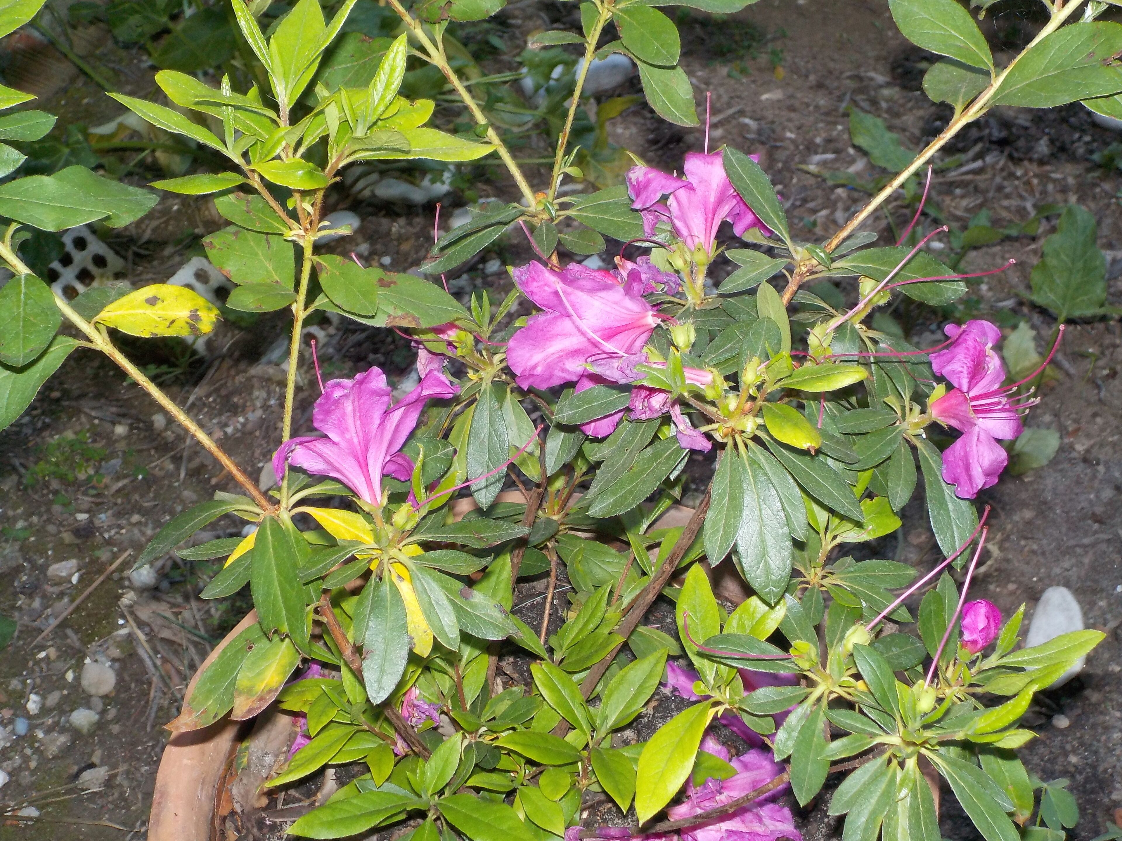 Photo - Azalea