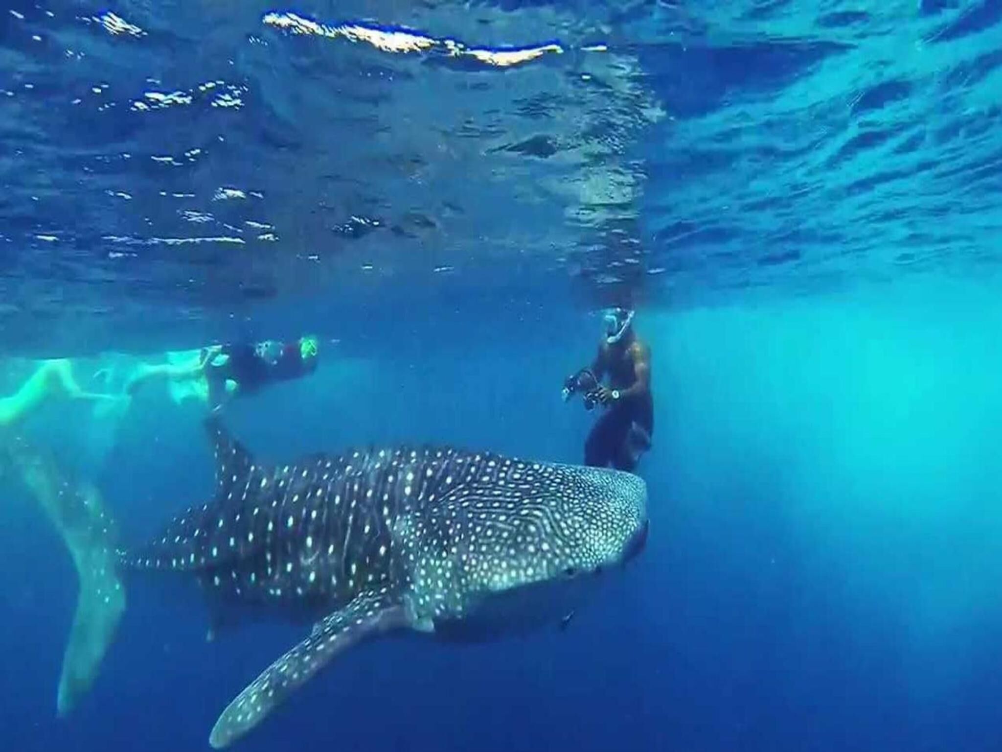 A large whale shark swimming in clear blue water.