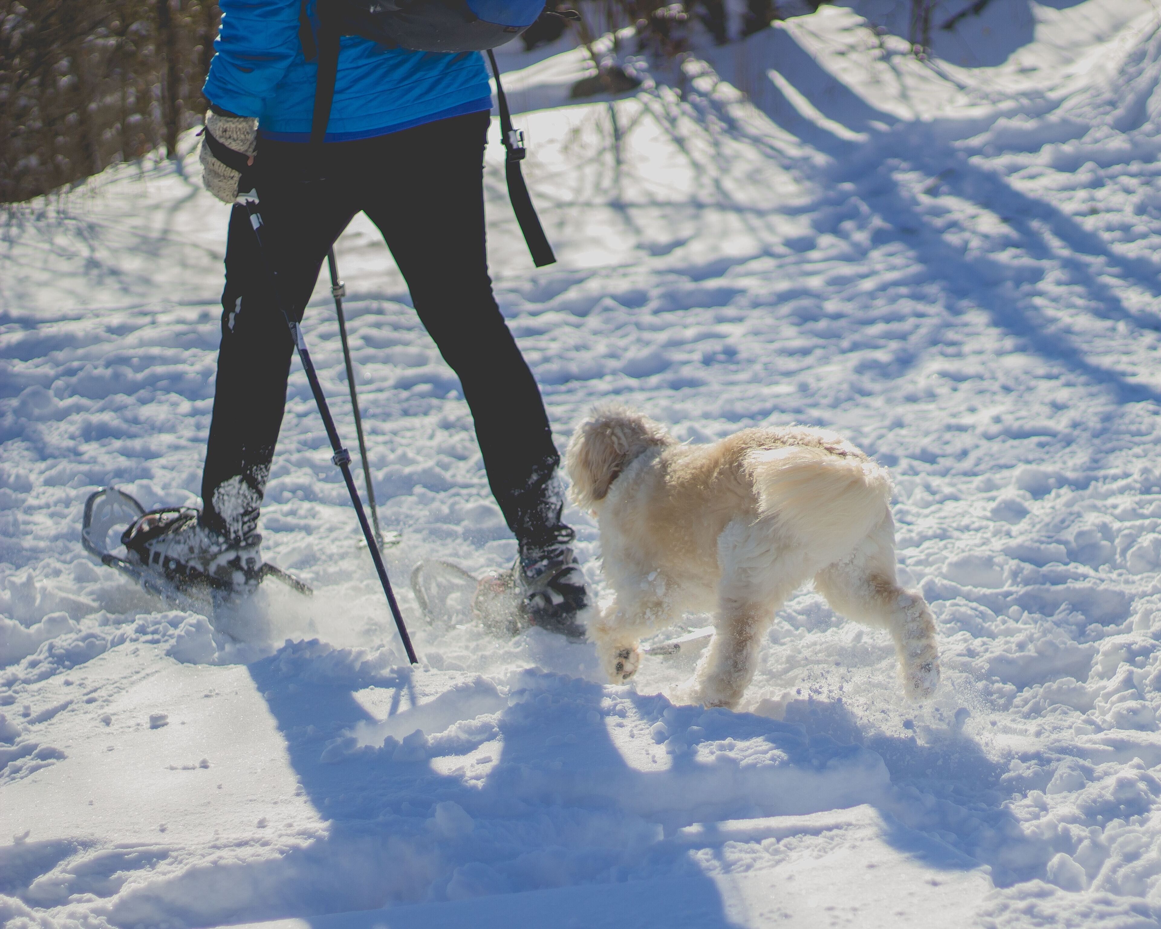 A person in a blue jacket and black pants standing in snow with a dog.