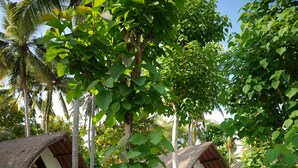 Un sendero que lleva a cabañas con techos de paja rodeadas de abundante vegetación.