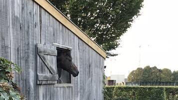 A rustic wooden building with a horse head window, surrounded by well-manicured hedges and a bench.