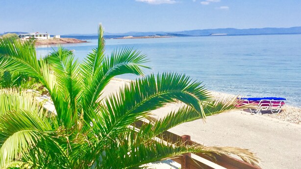 Una playa con palmeras, una orilla arenosa y un mar tranquilo.