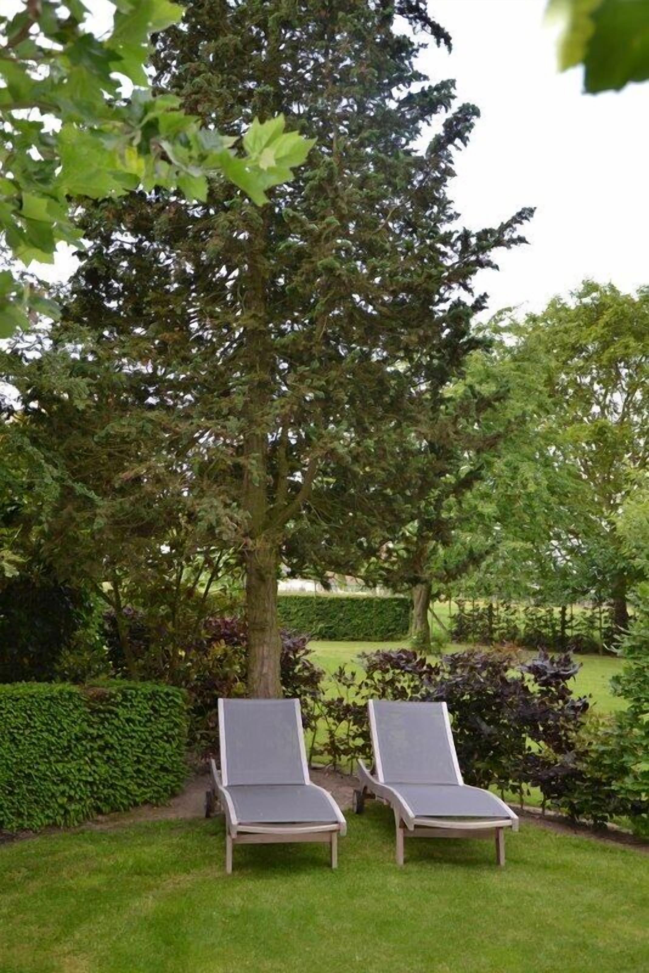 Two lounge chairs in a garden with a large tree and well-maintained hedges.