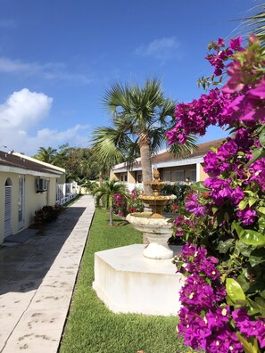 A pathway lined with palm trees and bougainvillea flowers, leading to a building with a fountain. - The Colony Club Inn & Suites (Nassau)