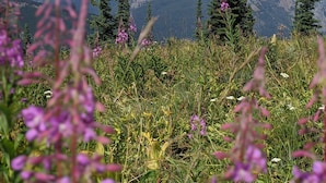 A mountain landscape with coniferous trees and purple flowers in the foreground. - Halfway Hotel (Essex)
