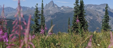 A mountain landscape with coniferous trees and purple flowers in the foreground.