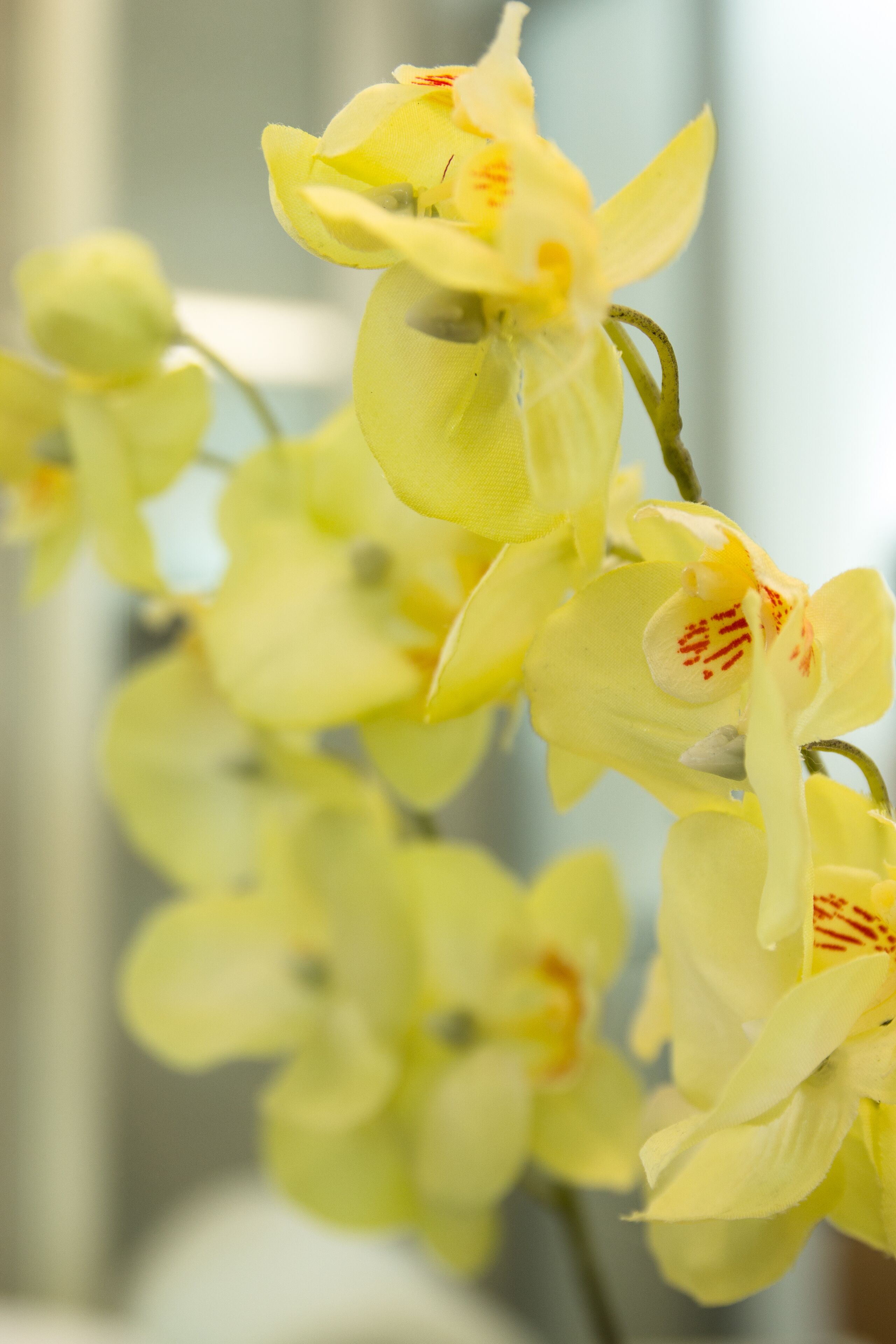 A close-up of yellow orchids with red markings.