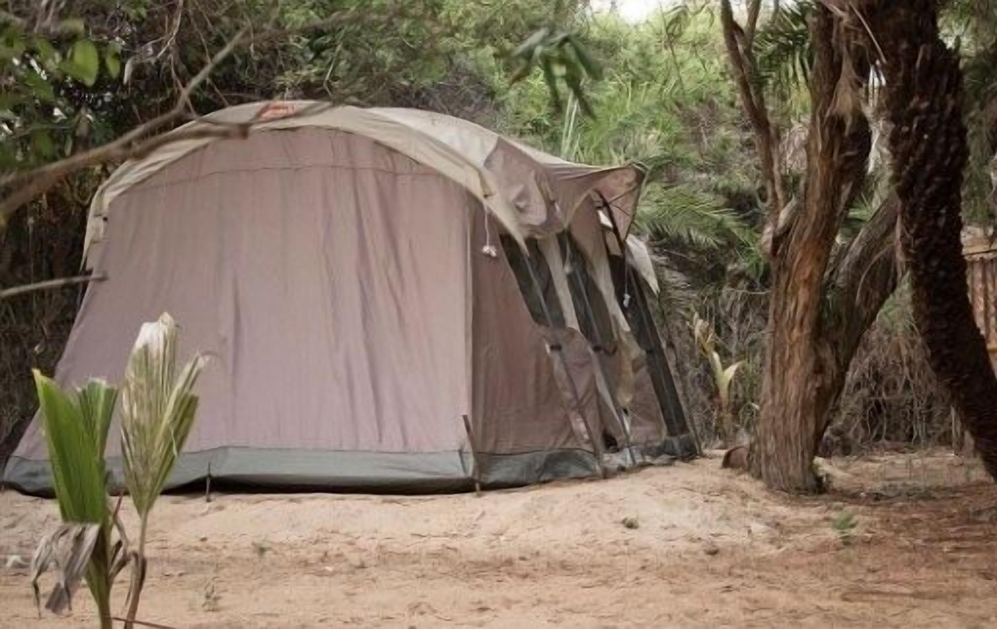 A tent set up in a forested area with trees and a plant nearby.