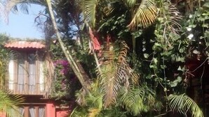 Un jardín bien cuidado con palmeras y un edificio rojo al fondo.