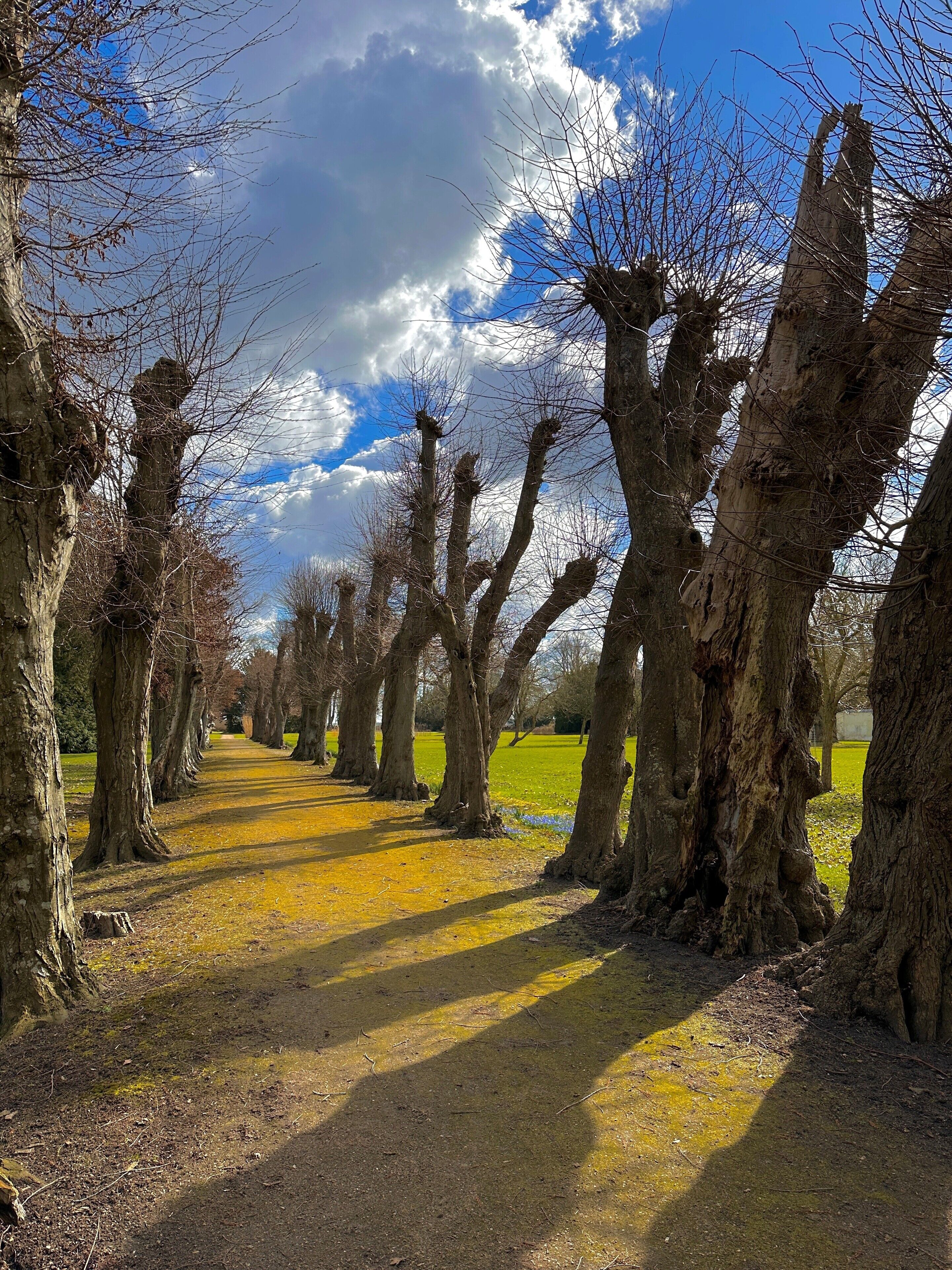 A pathway lined with trees, a clear sky, and a grassy area.