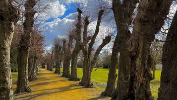 A pathway lined with trees, a clear sky, and a grassy area.