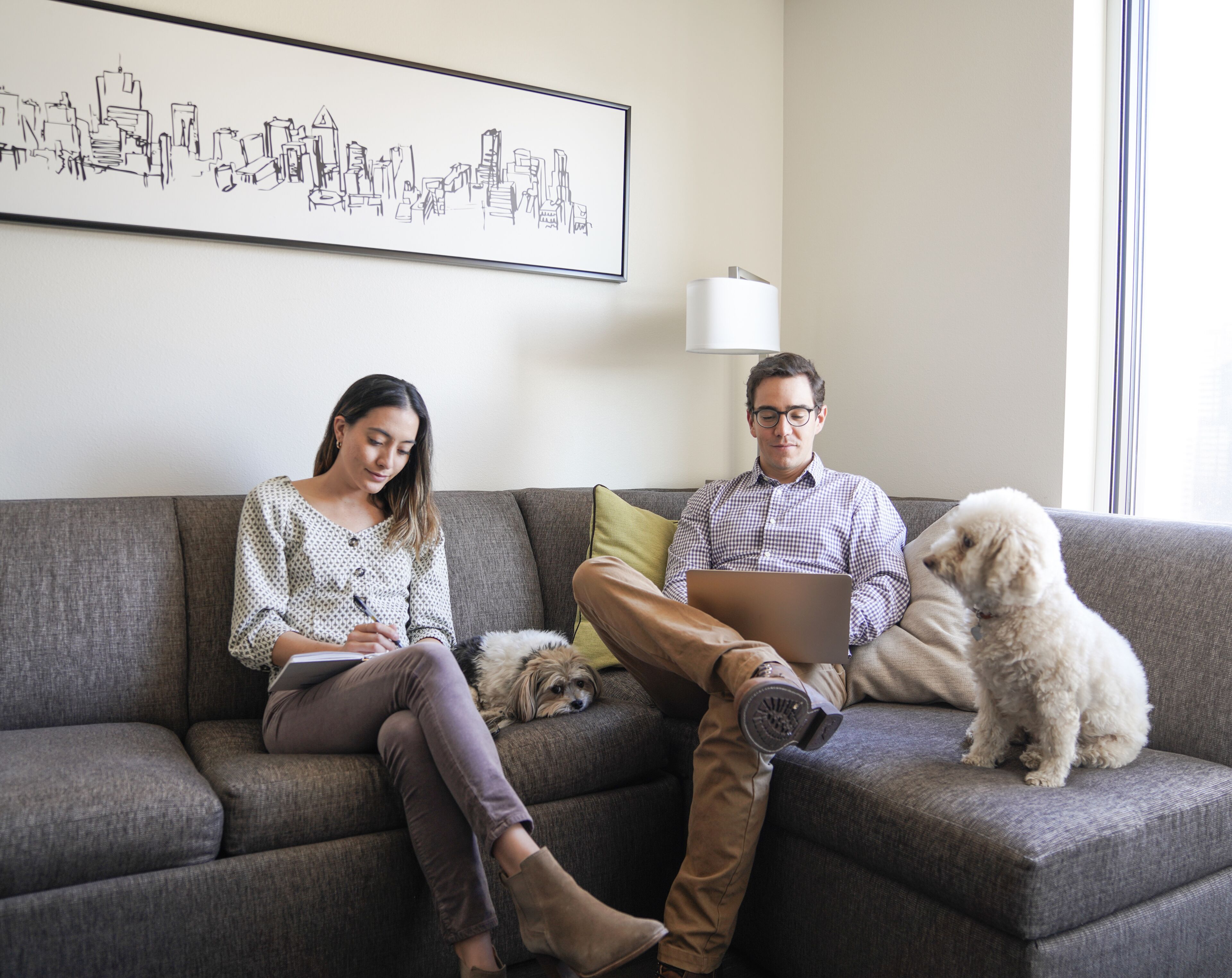 A living room with a grey sofa, a laptop, and two dogs.