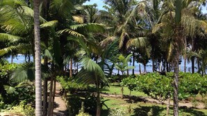 A tropical garden with palm trees and a pathway leading to a beach.