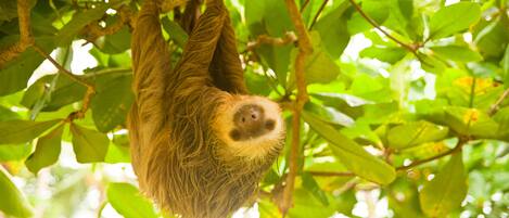 Un perezoso colgando de una rama de árbol.