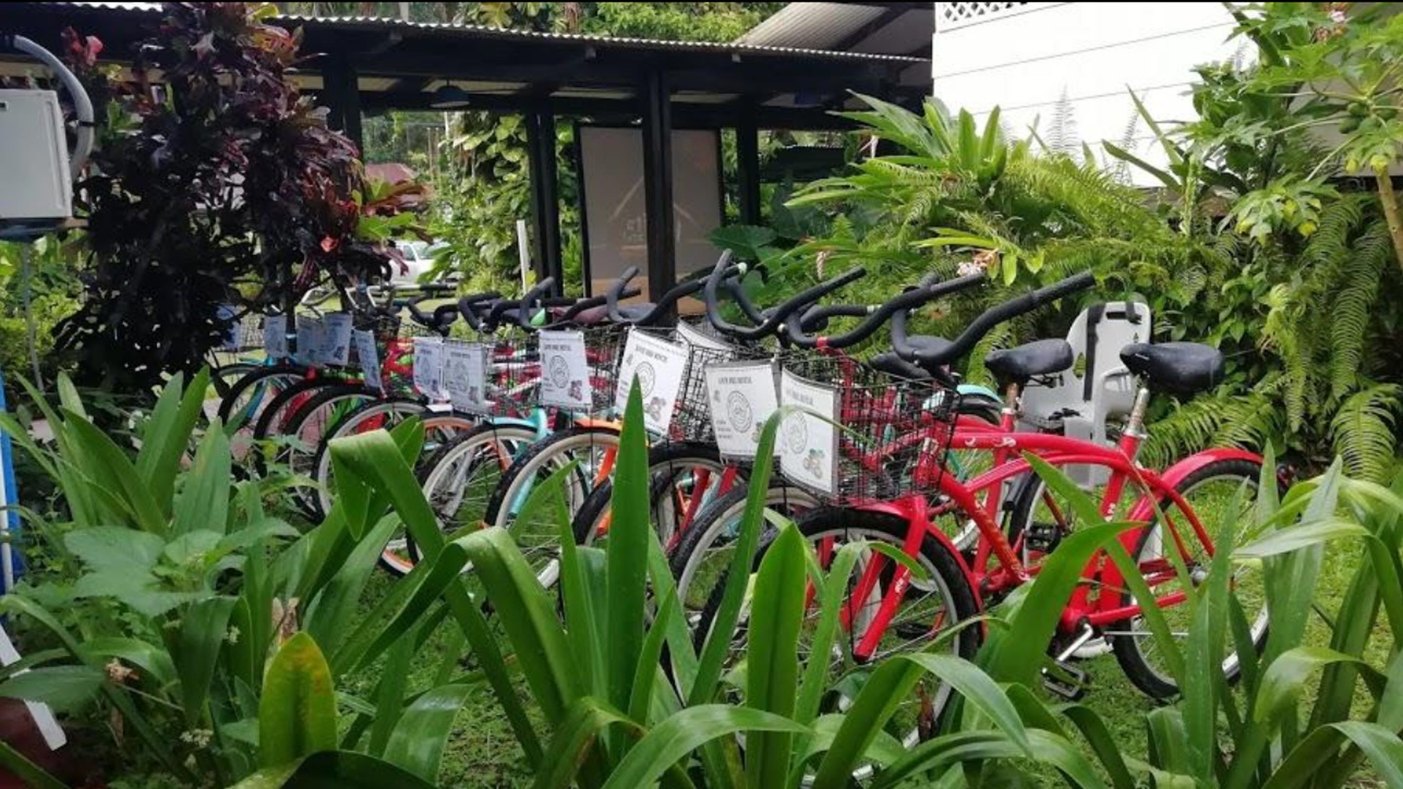 A row of bicycles parked in a covered area surrounded by lush greenery.