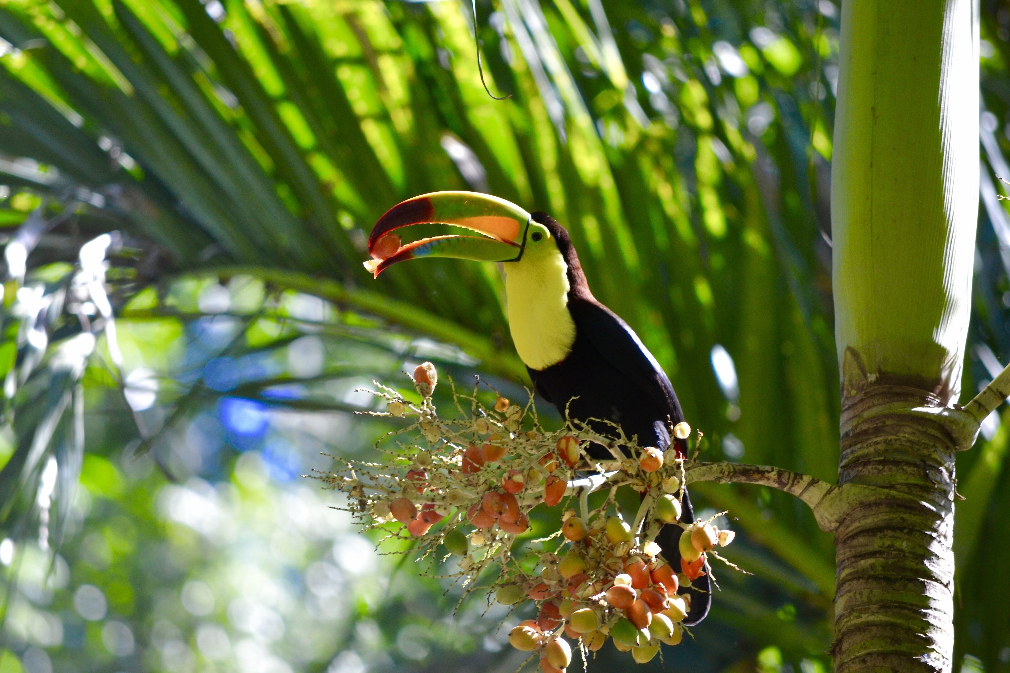 Photo - Jungle Lodge Tikal Hostal