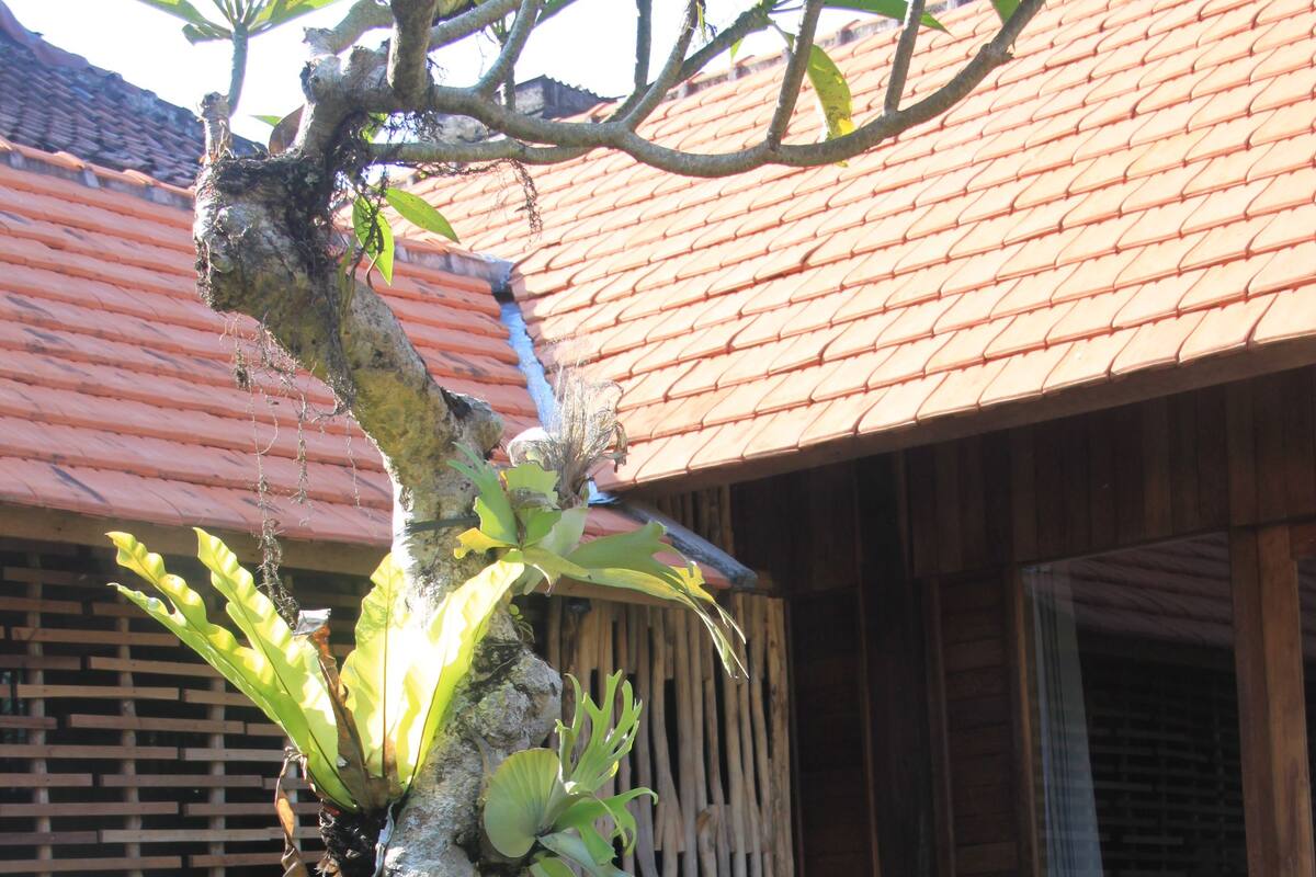A traditional wooden building with a tiled roof, a small pool, and lush greenery.