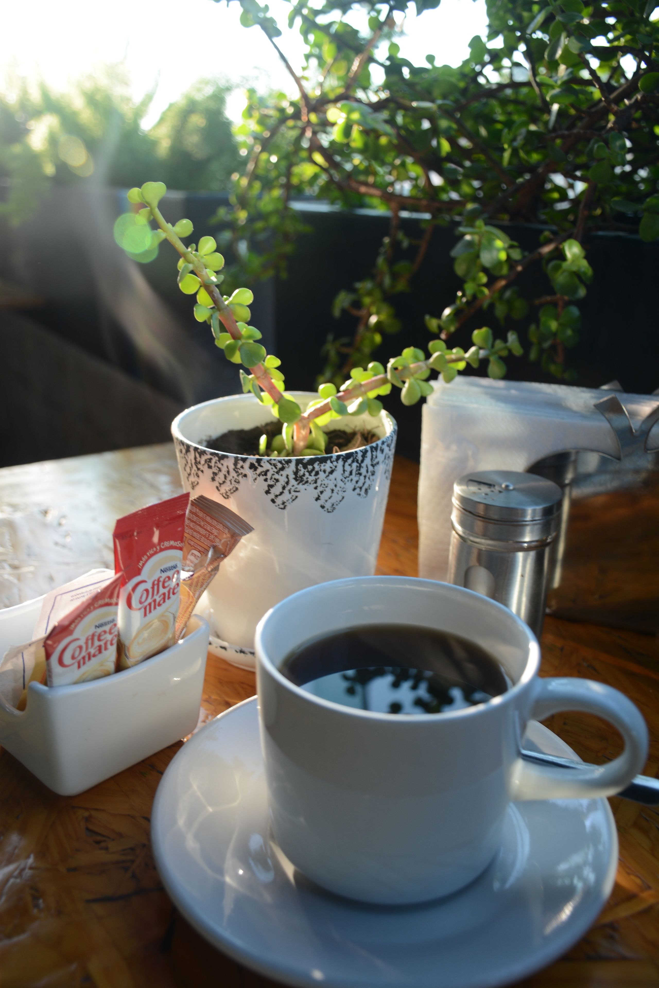 A table with a cup of coffee, a small plant in a decorative pot, a salt shaker, and packets of coffee creamer.