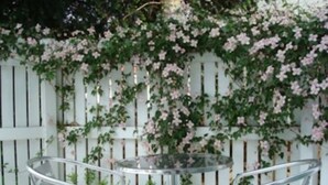 Une clôture blanche en bois avec des fleurs roses grimpantes.