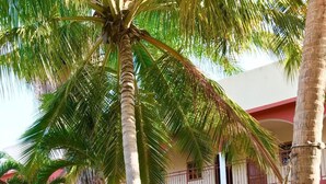 Un patio con palmeras, una hamaca y un edificio con balcones y una decoración de colores rojo y blanco.