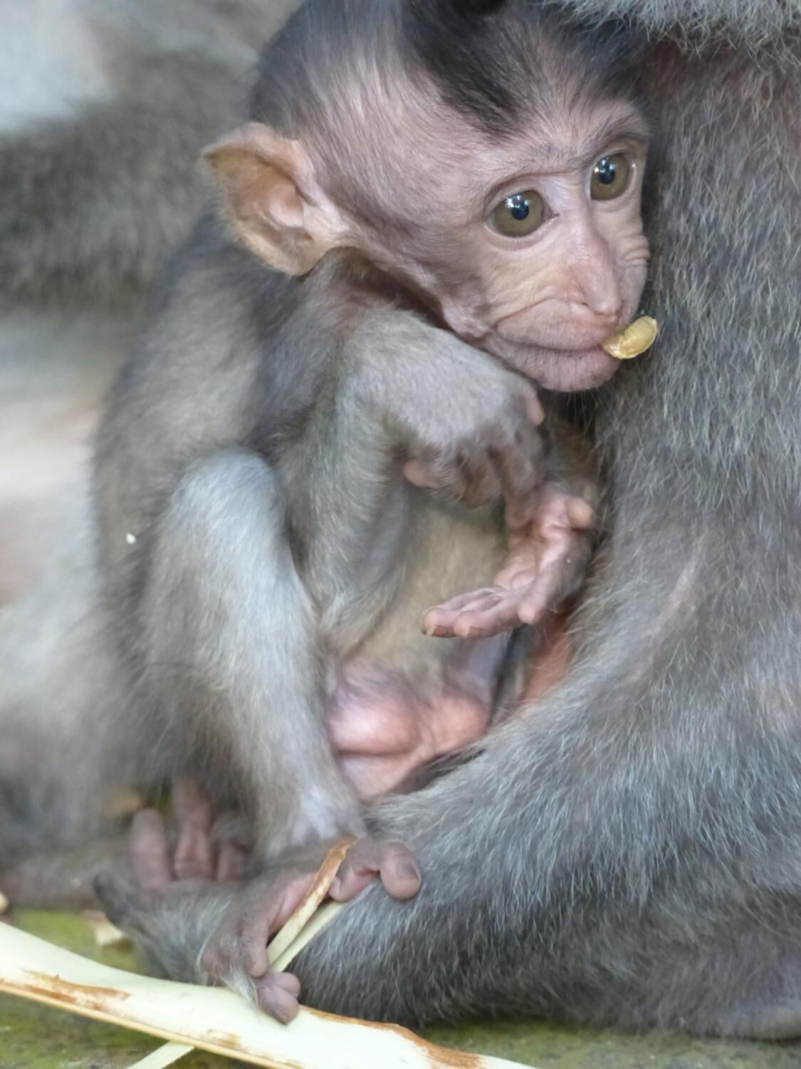 A baby monkey clinging to its mother.