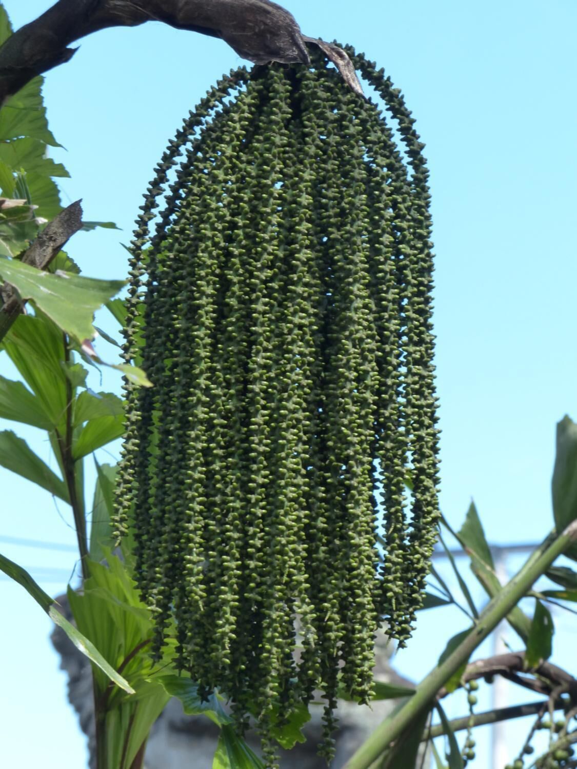 A hanging cluster of green, elongated seed pods on a tree branch.