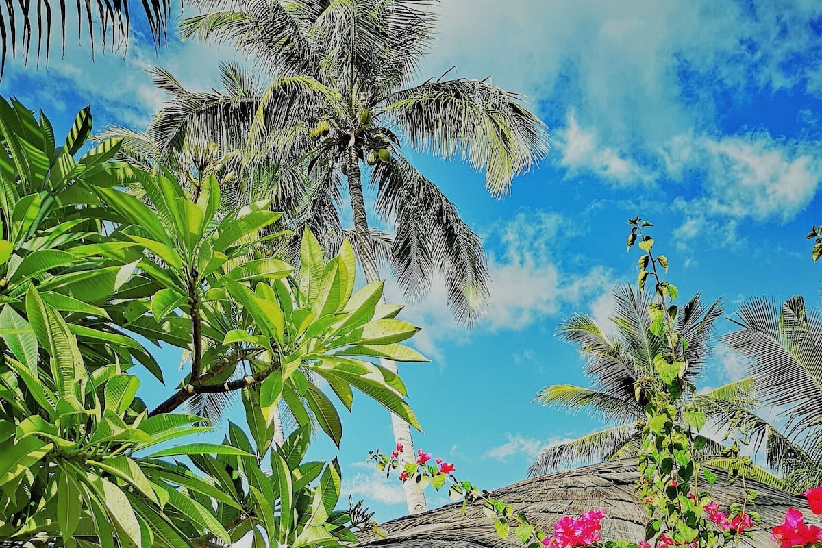 Un complexe hôtelier tropical doté d’une structure à toit de chaume, d’une végétation luxuriante et d’un ciel d’un bleu éclatant.
