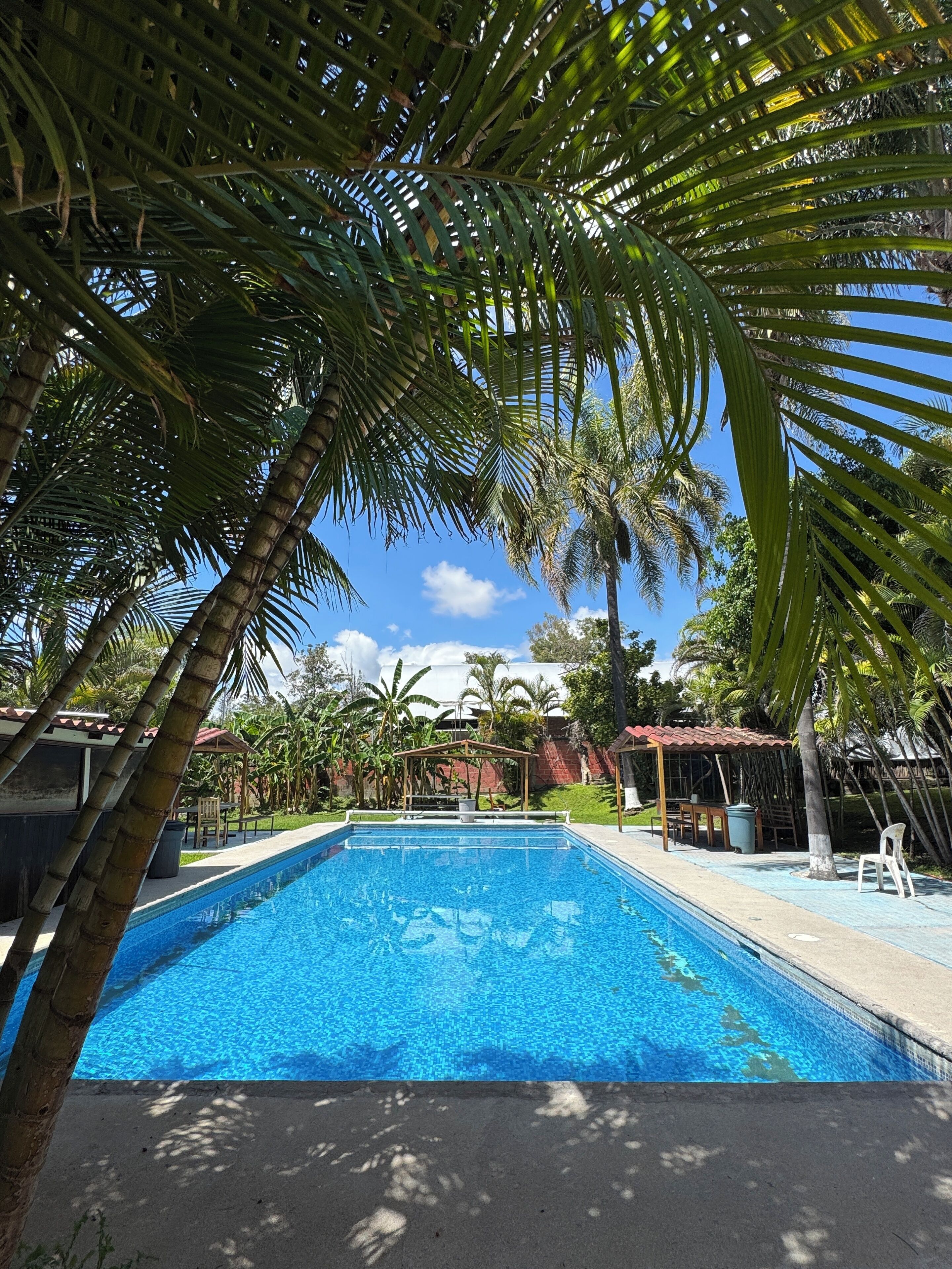 Una piscina rodeada de palmeras y un pabellón.