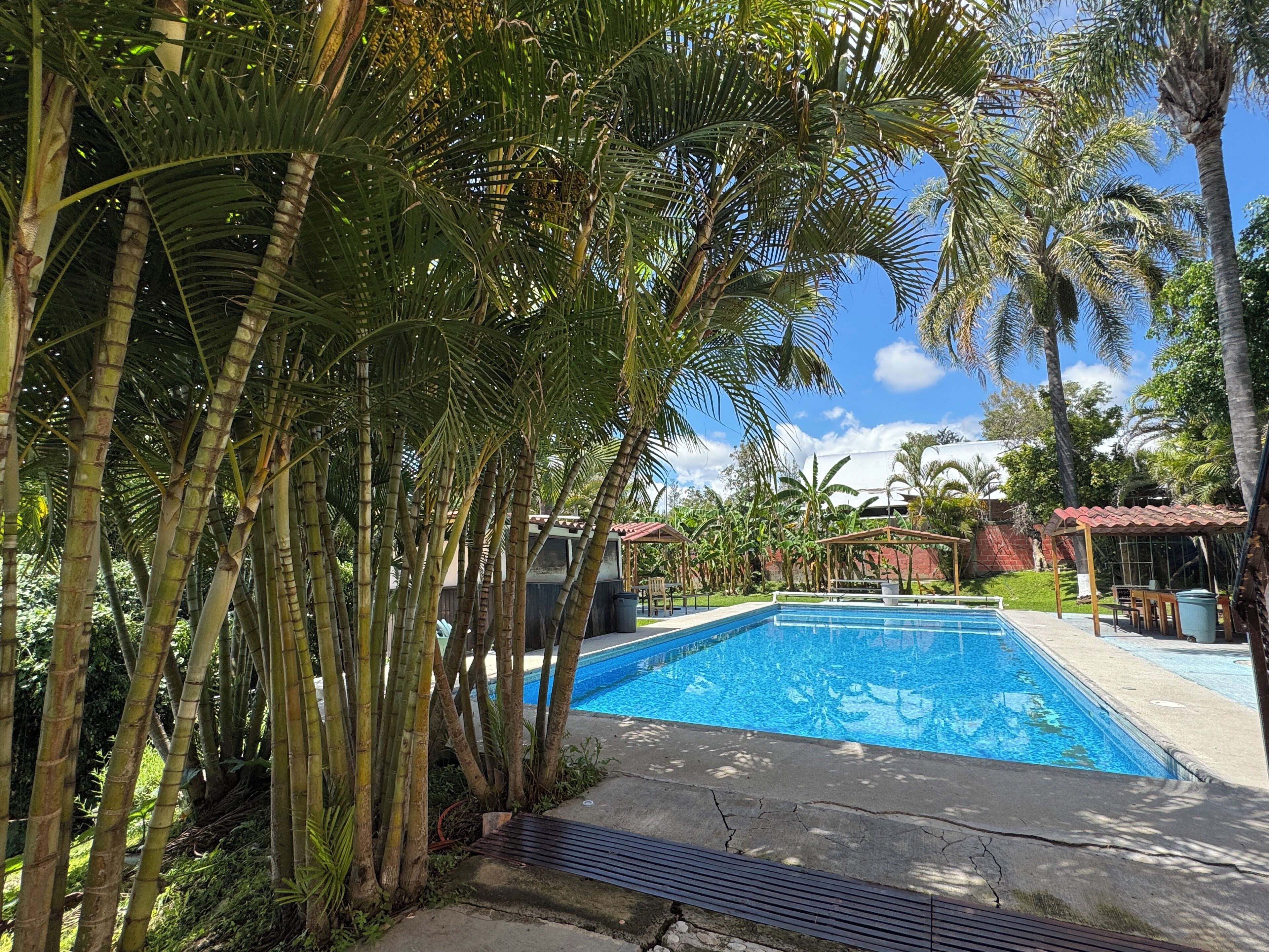 A swimming pool surrounded by palm trees and a clear blue sky.