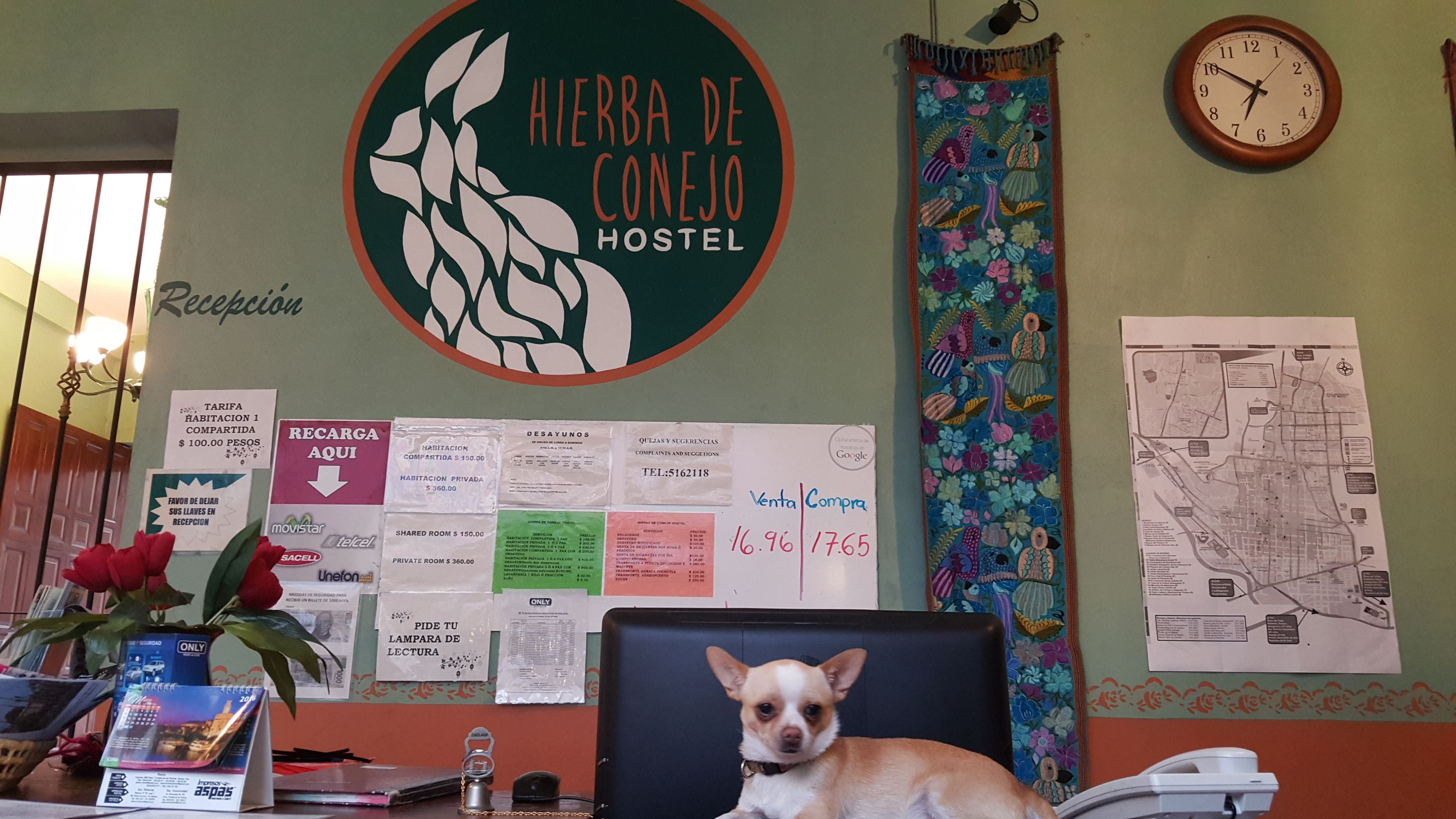 Photo - Hierba de Conejo - Hostel