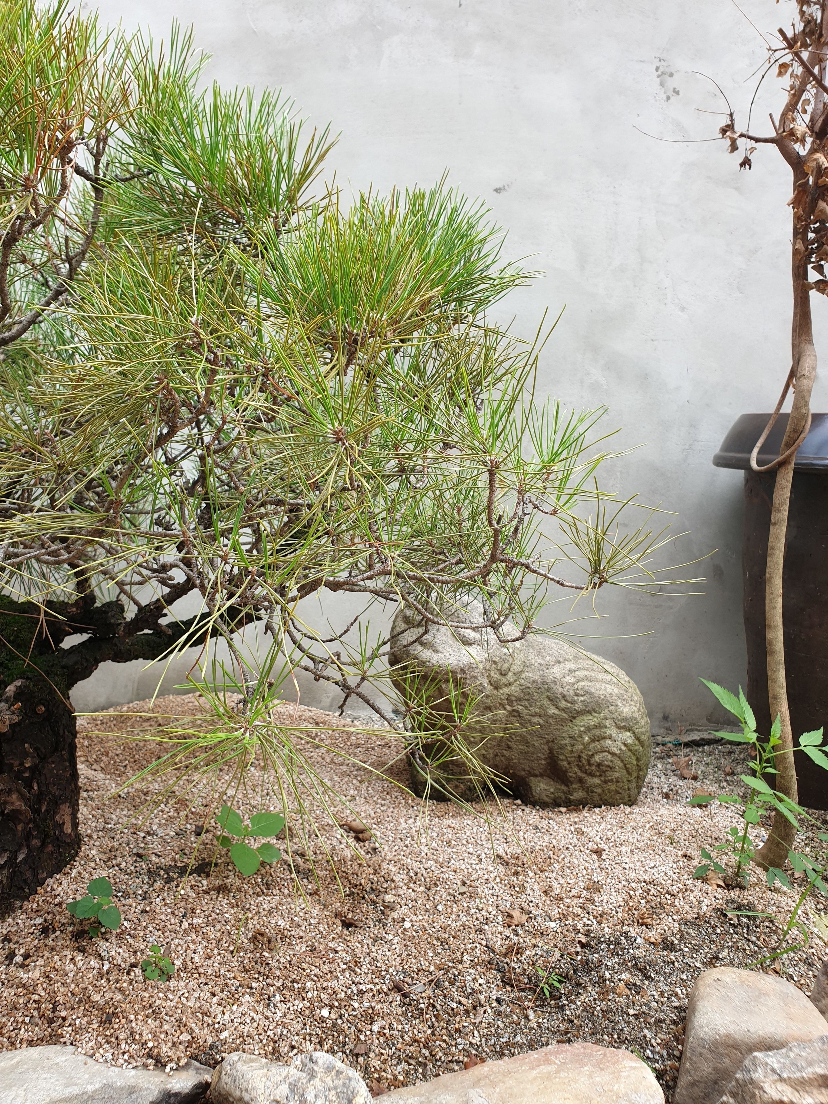 A bonsai tree with a rock, gravel, and a small plant in a garden setting.