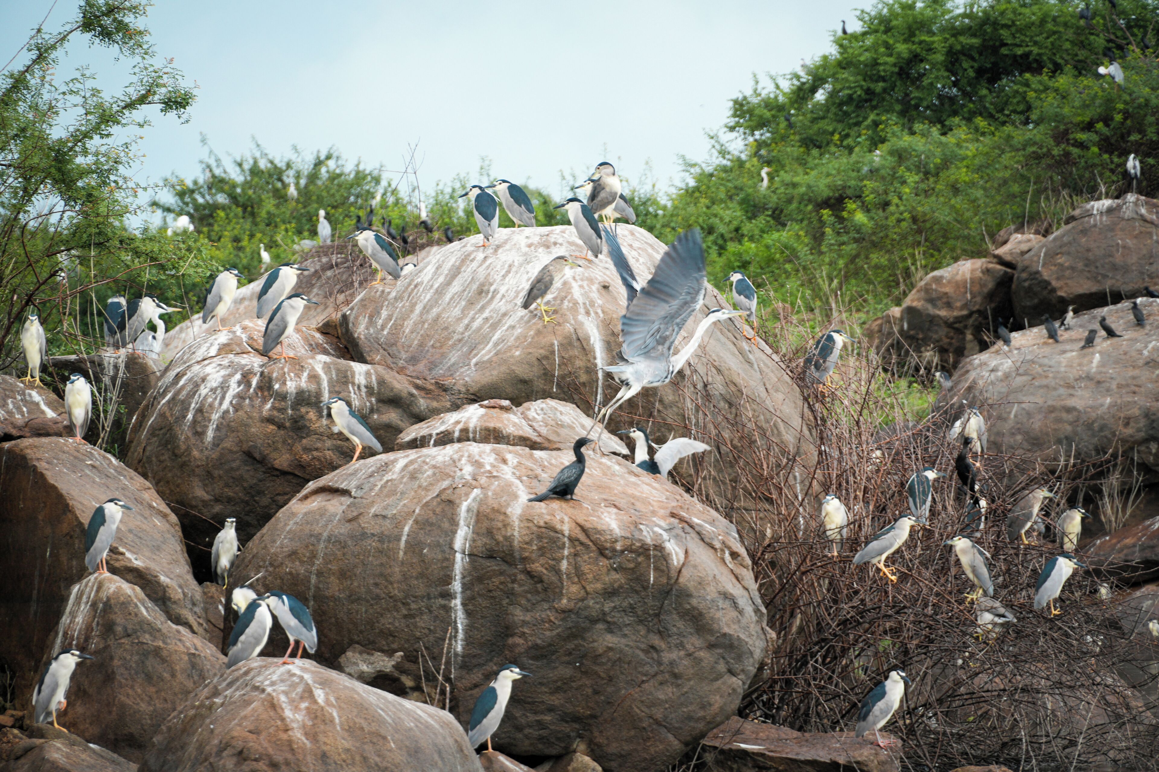Un grupo de aves posadas sobre rocas en un entorno natural.
