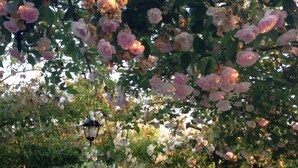 Ein Kiesweg führt unter einem Rosenbogen durch einen Garten.