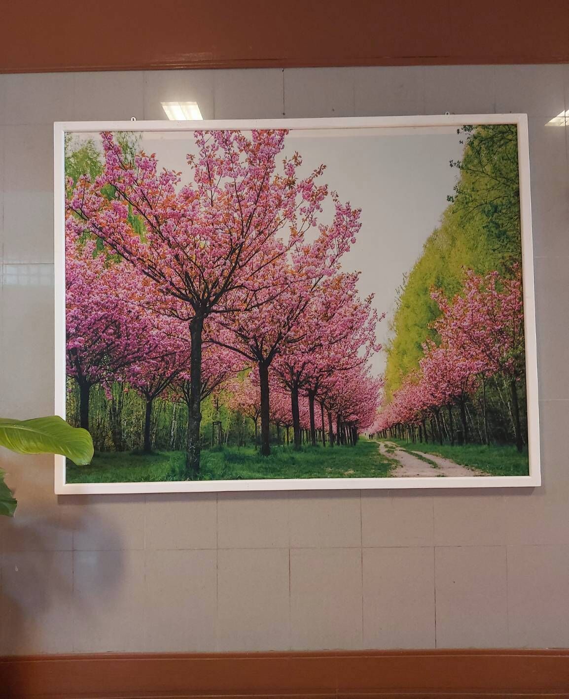 Un cuadro enmarco de un sendero de flores de cerezo.