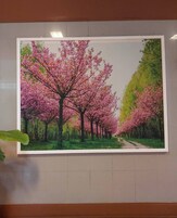 Un cuadro enmarco de un sendero de flores de cerezo.