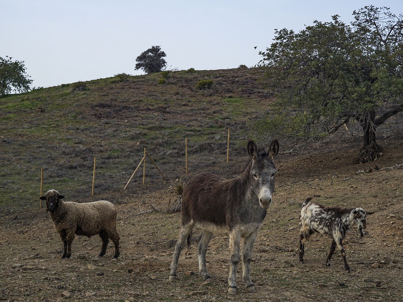 Foto - Monte Do Malhao - Art, Eco & Spa