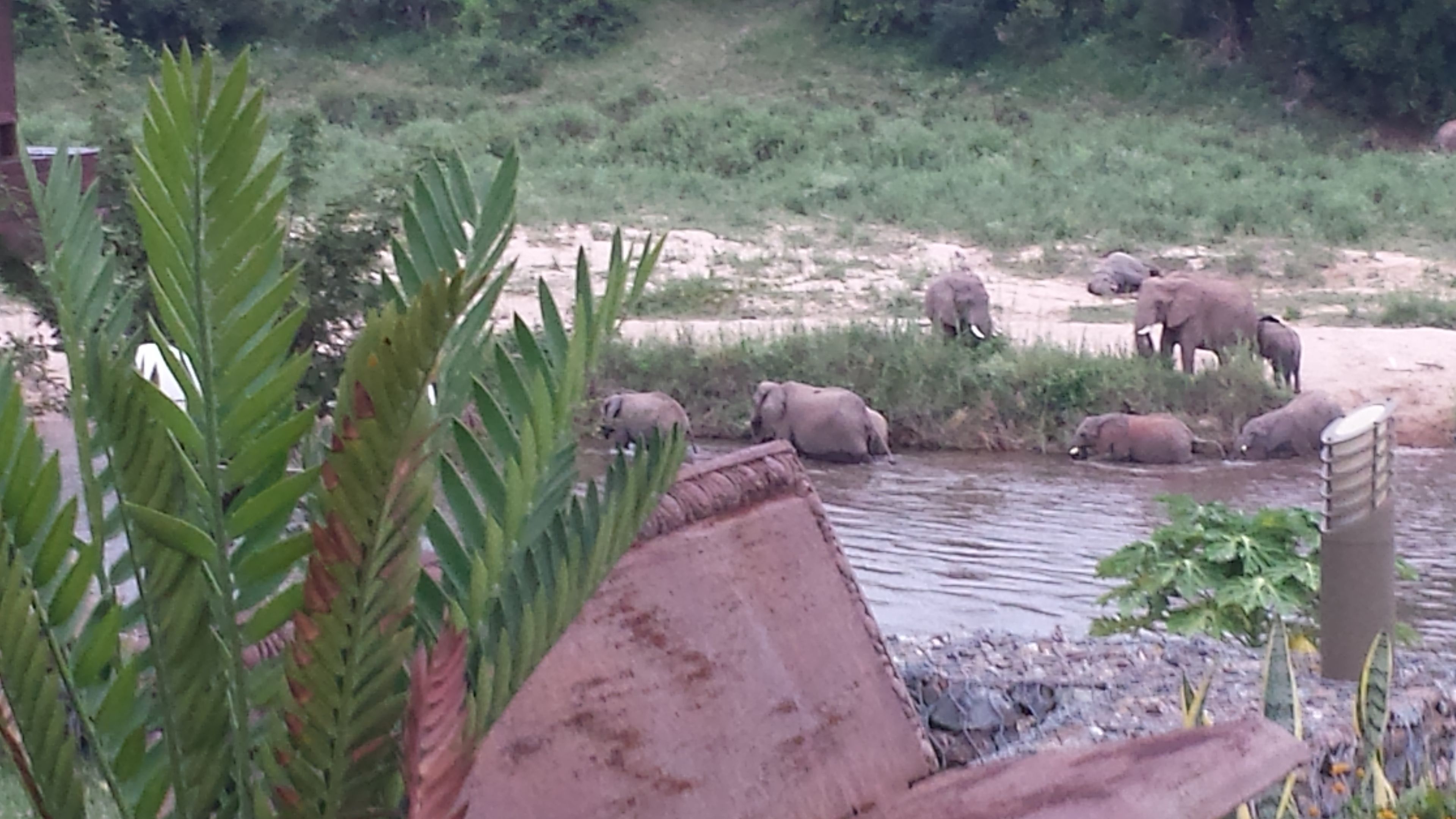 Un grupo de elefantes cerca de una fuente de agua en un entorno natural.