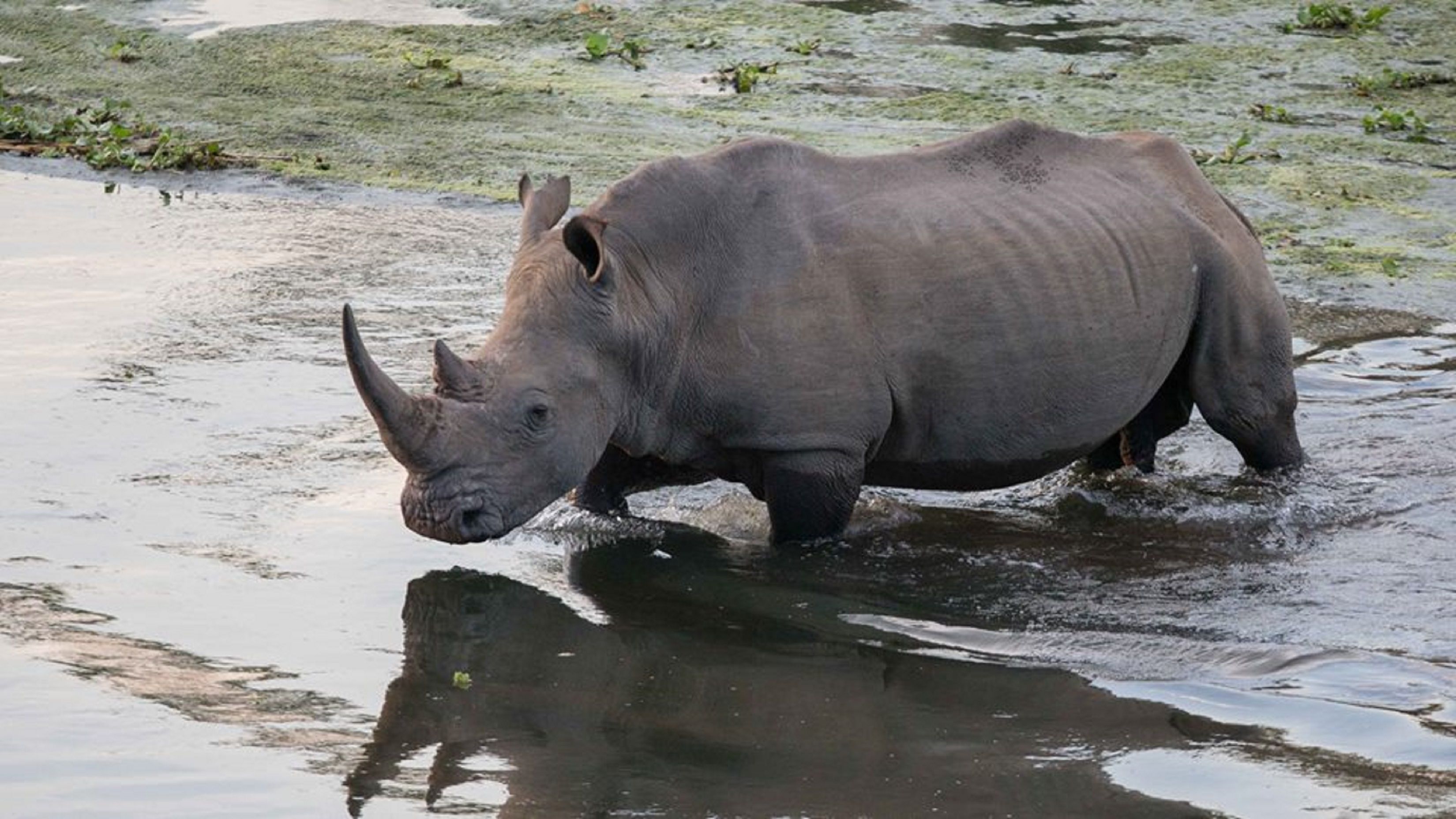 A rhinoceros in a shallow water body with a muddy bank and sparse vegetation.