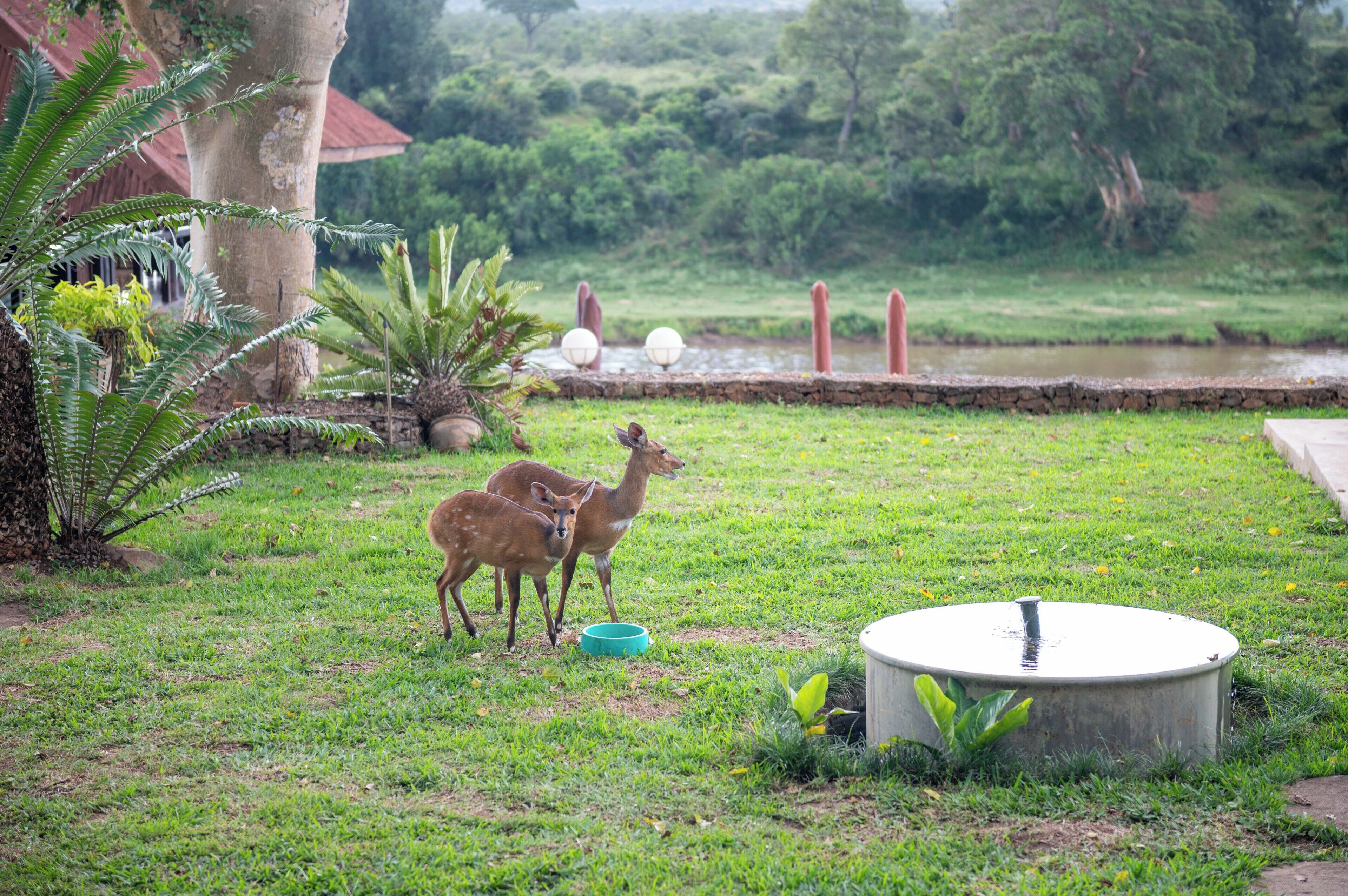 A grassy area with two deer, a pond, and a building with a red roof.