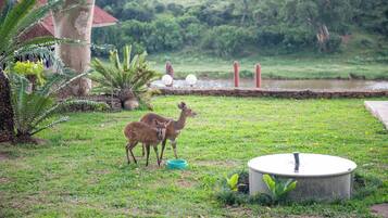 A grassy area with two deer, a pond, and a building with a red roof.