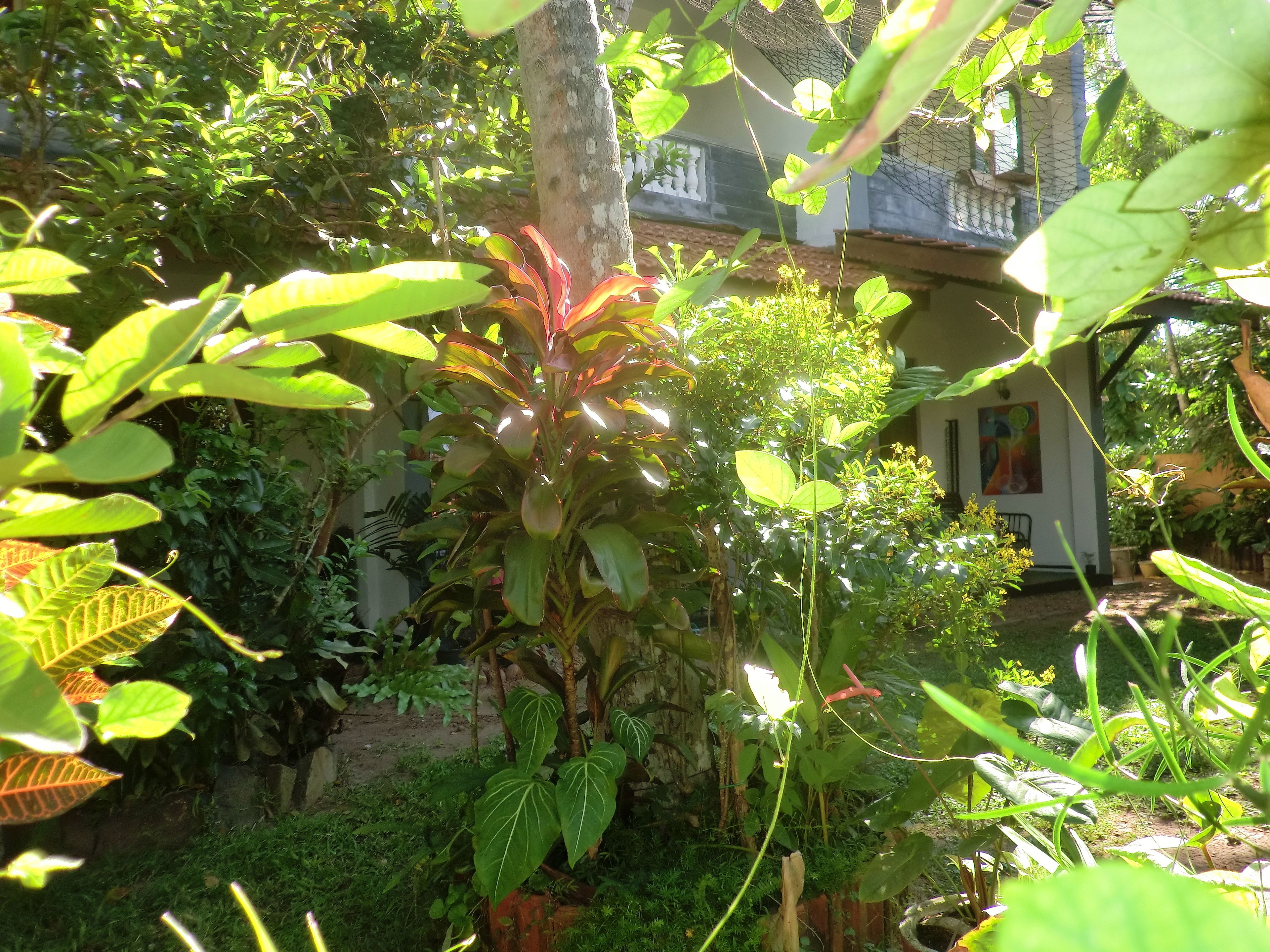 A lush garden with various plants and a building in the background.