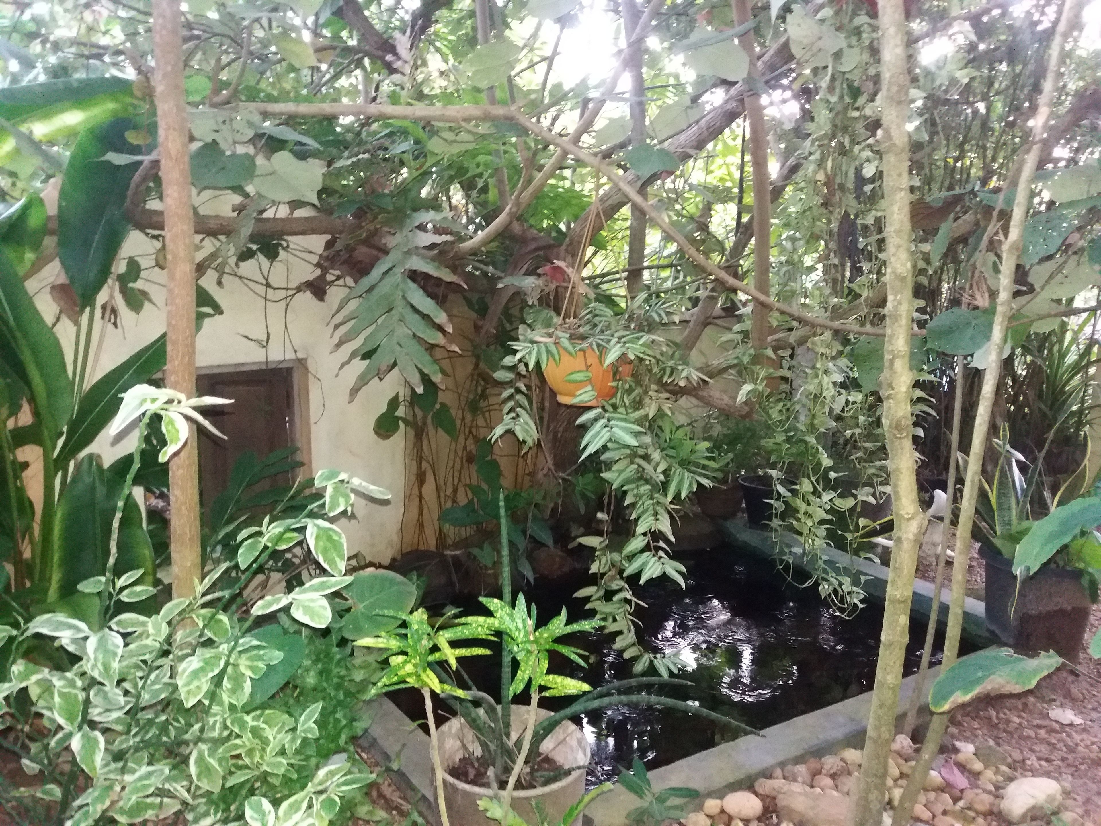 A lush garden with a variety of plants and a small pond.