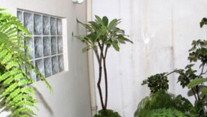 A narrow indoor space with potted plants, a window with a grid pattern, and a white wall. - Hotel Dublin (São Paulo)