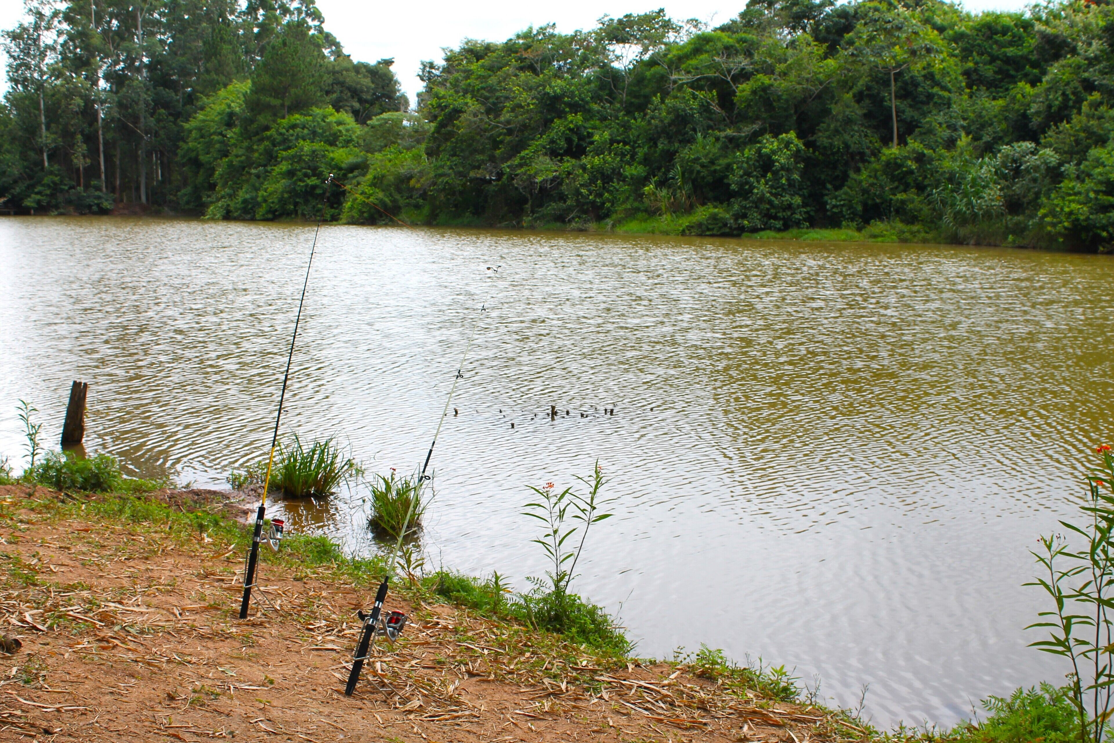 Un lago tranquilo con cañas de pescar en la orilla, rodeado de abundante vegetación.