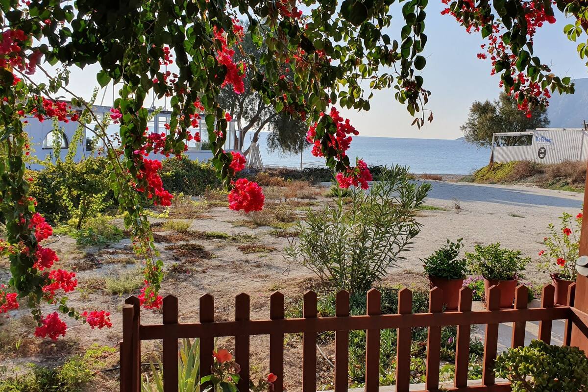 A garden with a wooden fence, potted plants, and red flowers.
