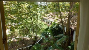 A view through a door into a lush garden with various trees and plants. - Pousada Cesar (São Bento do Sapucaí)