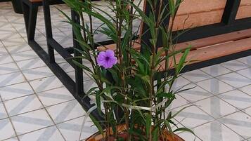 Teres/patio