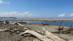 A beach with driftwood and a calm sea under a clear sky. - Diquis Del Sur (Ciudad Cortés)